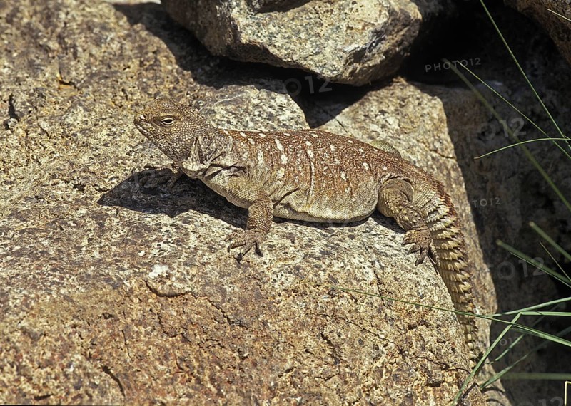 Uromastyx yemenensis