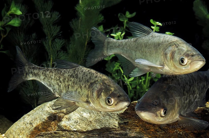 Silver Carp (hypophthalmichthys molitrix)