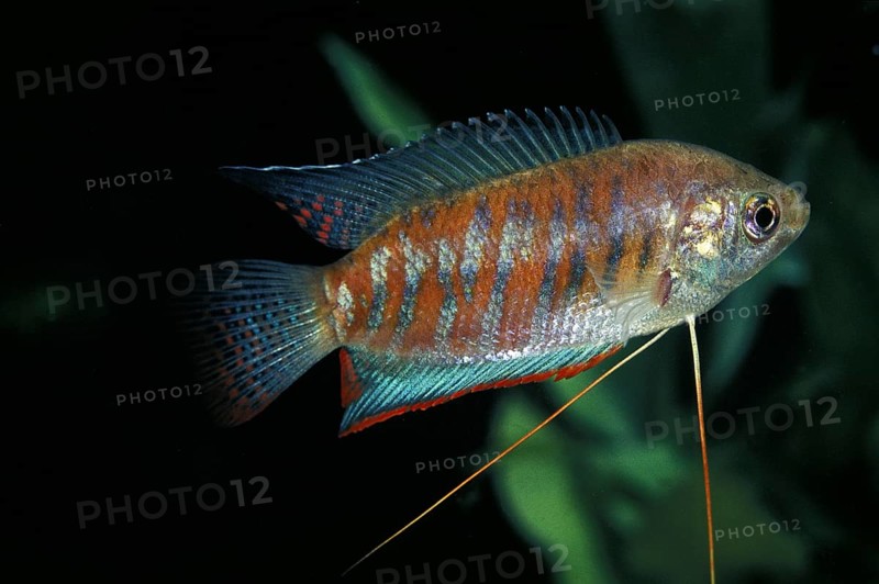 Striped gourami