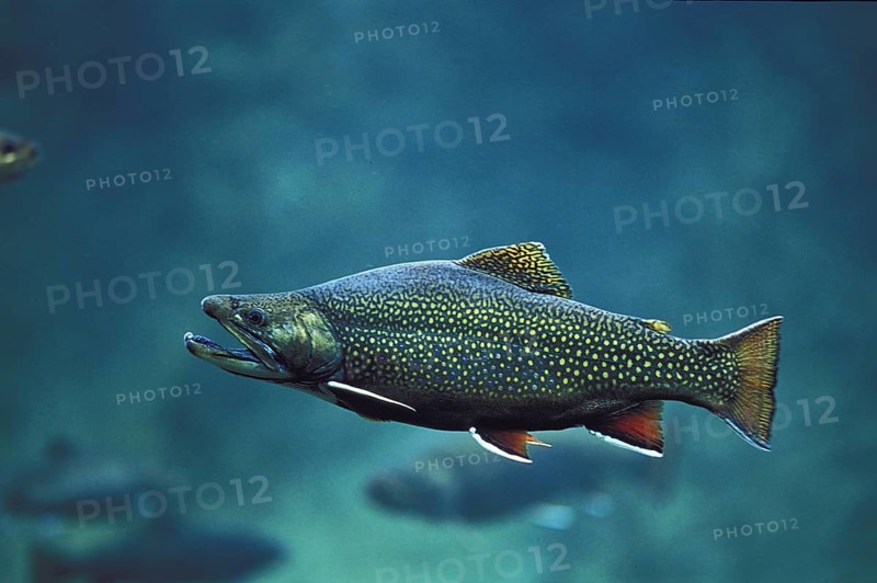Brook Trout (salvelinus fontinalis)