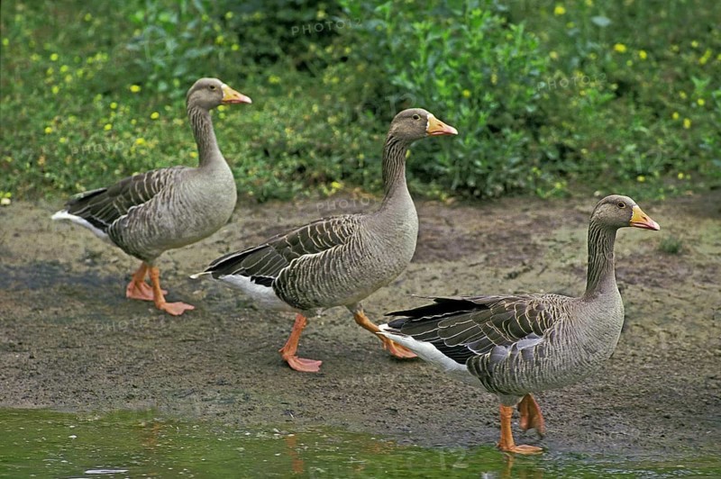 Greylag Goose (anser anser)