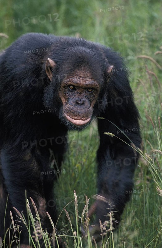 Chimpanzee (pan troglodytes)