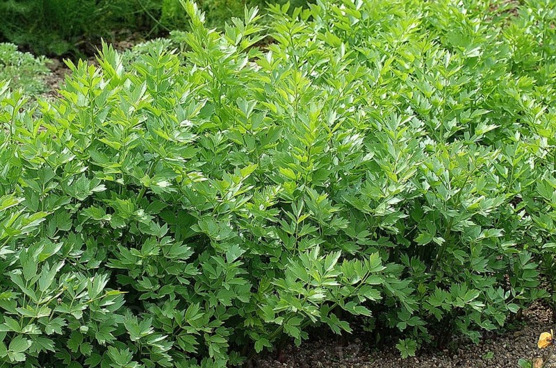 Lovage (levisticum officinale)