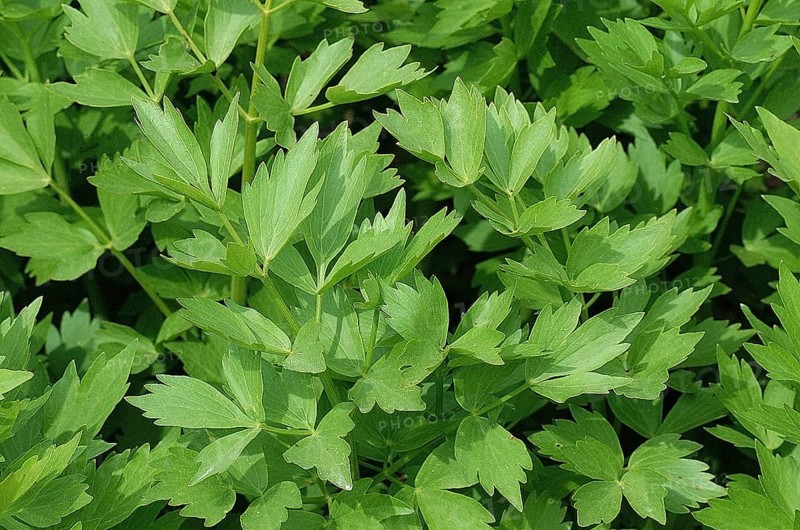Lovage (levisticum officinale)