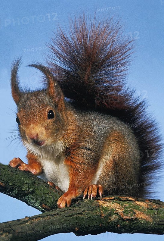 Red Squirrel (sciurus vulgaris)