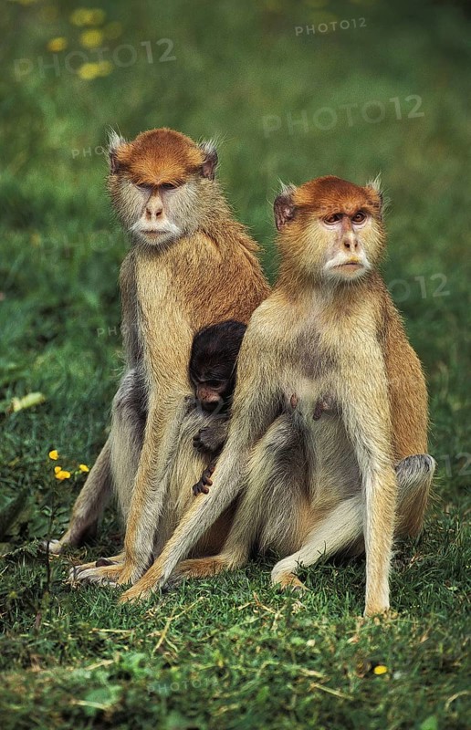 Patas Monkey (erythrocebus patas)