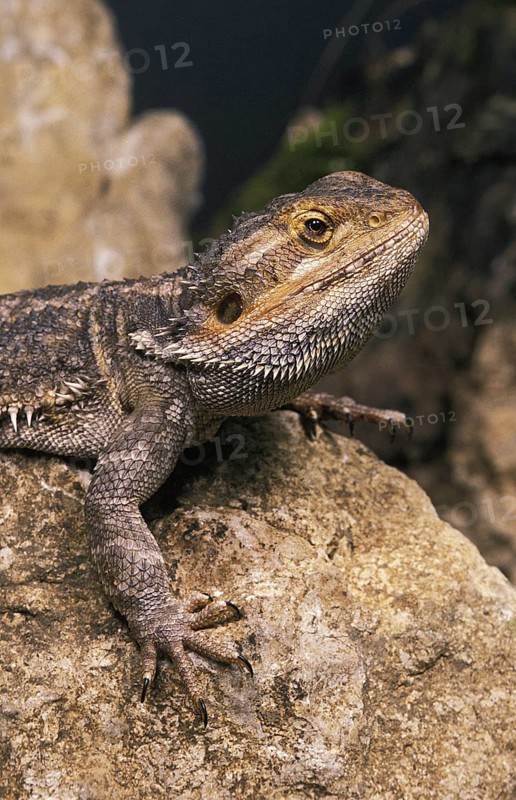 Bearded Dragon