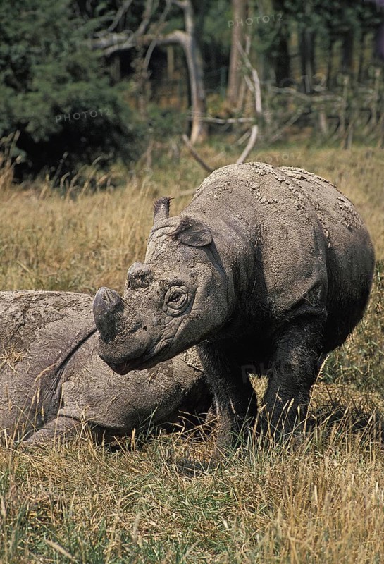 Sumatran Rhinoceros (dicerorhinus sumatrensis)