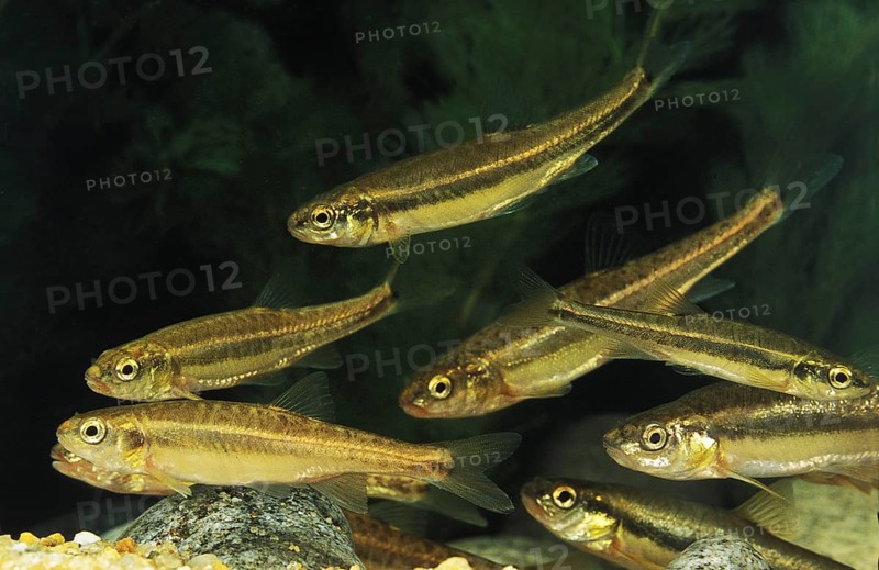 Minnow (phoxinus phoxinus)