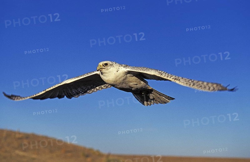 Gyrfalcon (falco rusticolus)