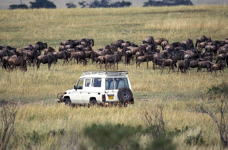 Photo Safari with Blue Wildebeest (connochaetes taurinus)