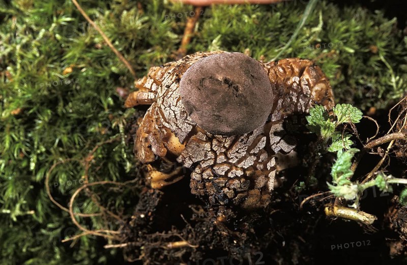 Mushroom (geastrum) fornicatum