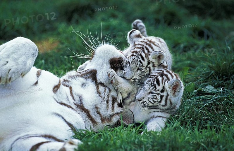 White Tiger (panthera tigris)