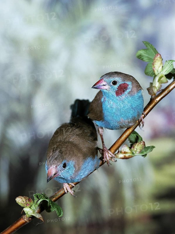 Red-Cheeked Cordon Bleu (uraeginthus bengalus)