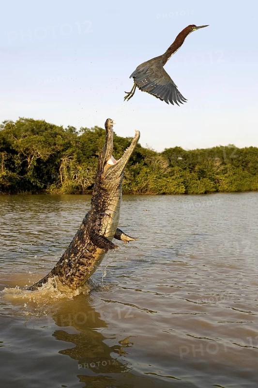 Spectacled Caiman (caiman crocodilus)