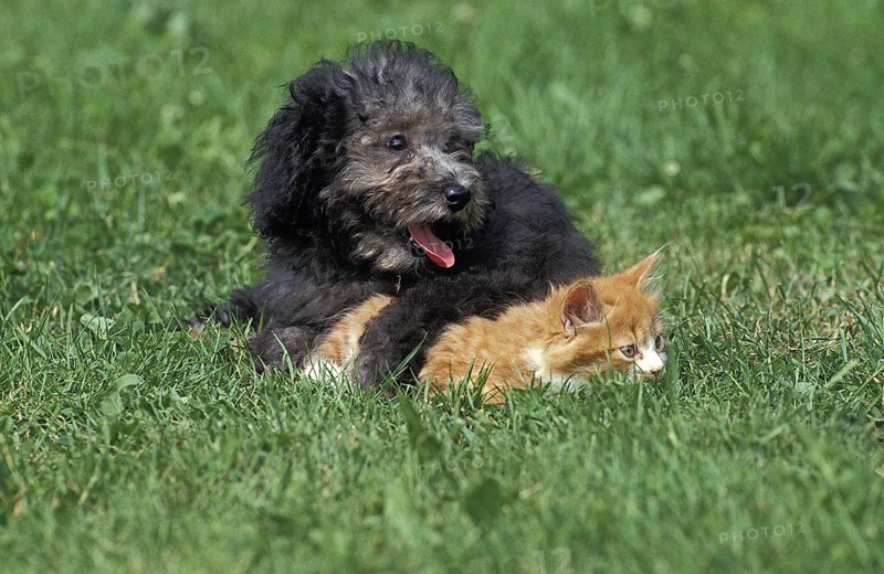Standard grey poodle