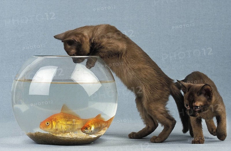 Zibeline Burmese Domestic Kitten and Goldfishes (carassius auratus)