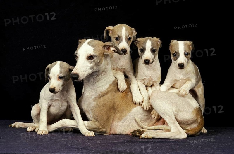 Whippet dog