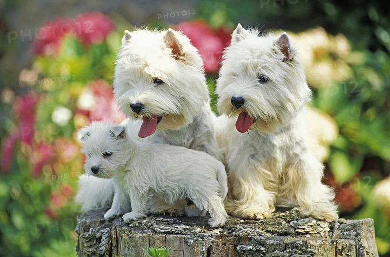 West Highland White Terrier