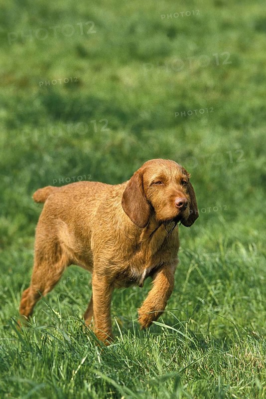 Hungarian pointing dog or Vizsla