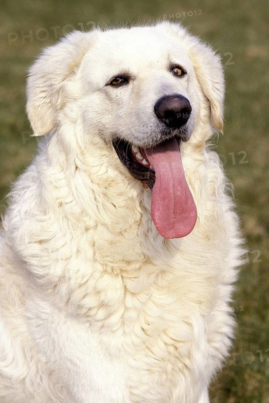 Kuvasz dog