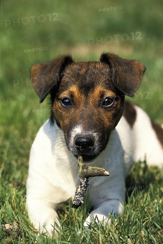 Fox terrier