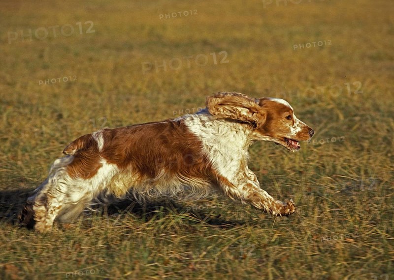 English Cocker Spaniel