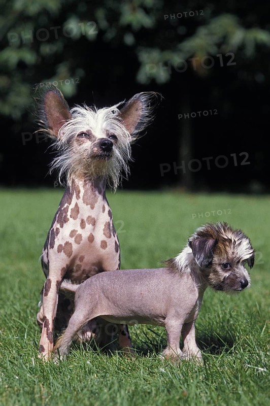 Chinese crested dog