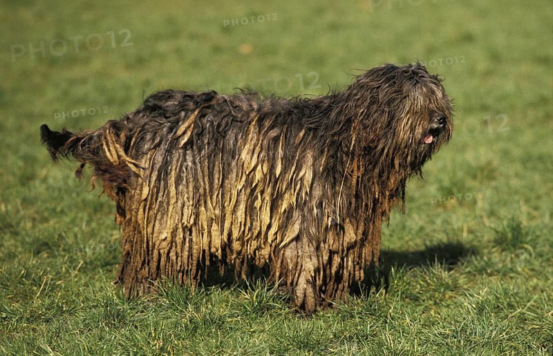 Bergamo shepherd dog or Bergamo shepherd dog