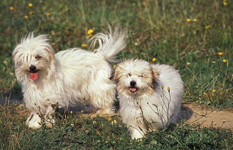 Coton de Tulear