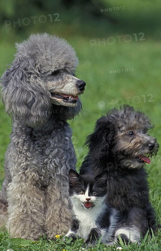 Apricot miniature poodle