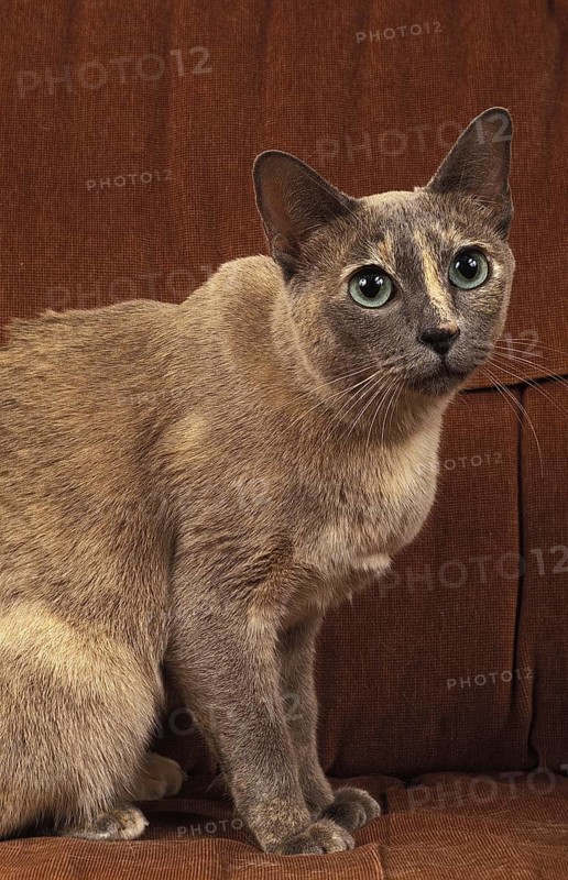 Tonkinese house cat sitting