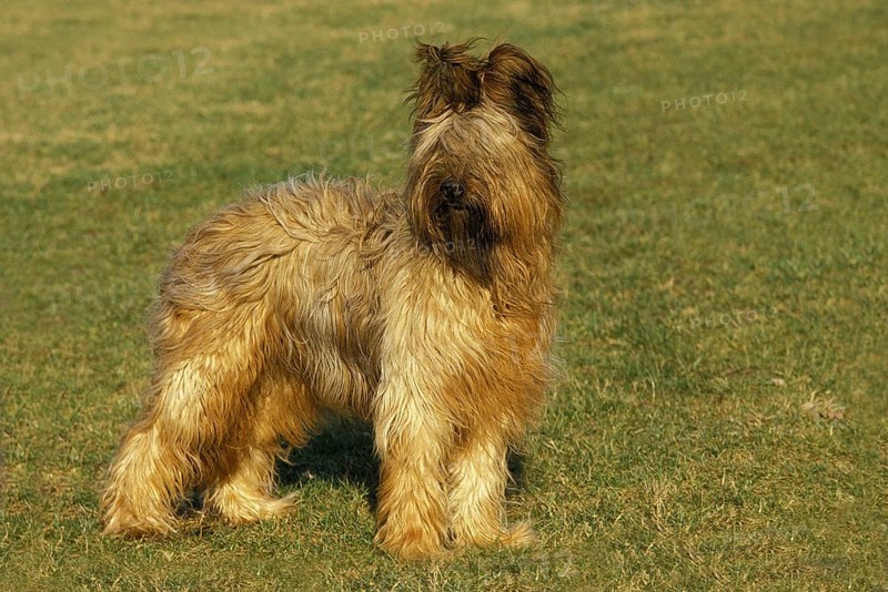 Briard dog (old standard breed with cropped ears)