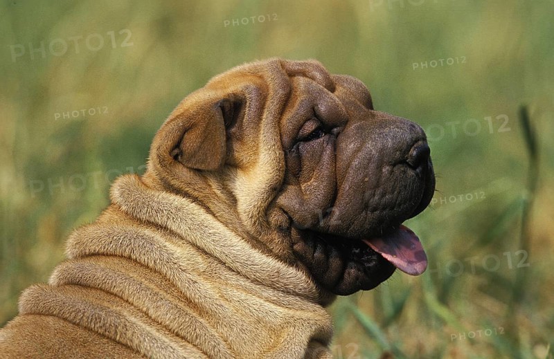 Shar-Pei dog