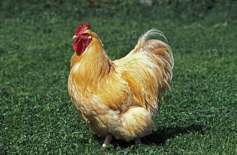Orpington Cock