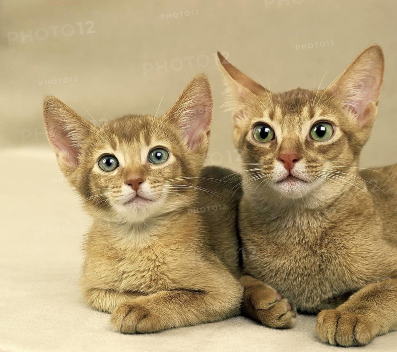 Red Abyssinian domestic cat
