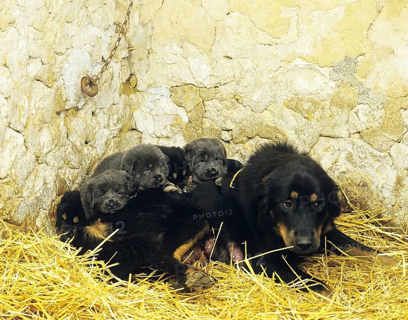 Tibetan Mastiff dog