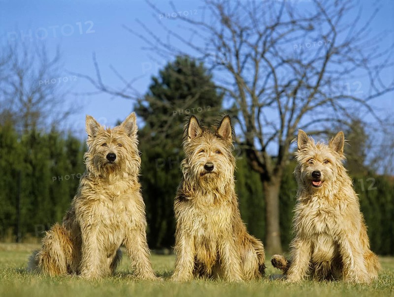 Picardy shepherd dog