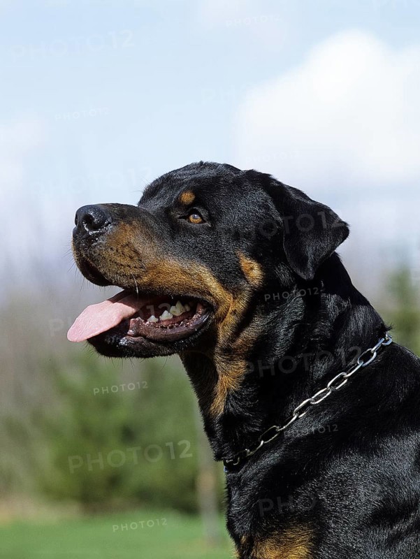 Rottweiler dog