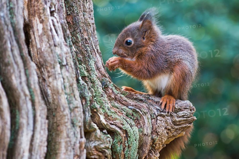 Young squirrel (Sciurus vulgaris)