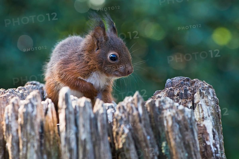 Young squirrel (Sciurus vulgaris)
