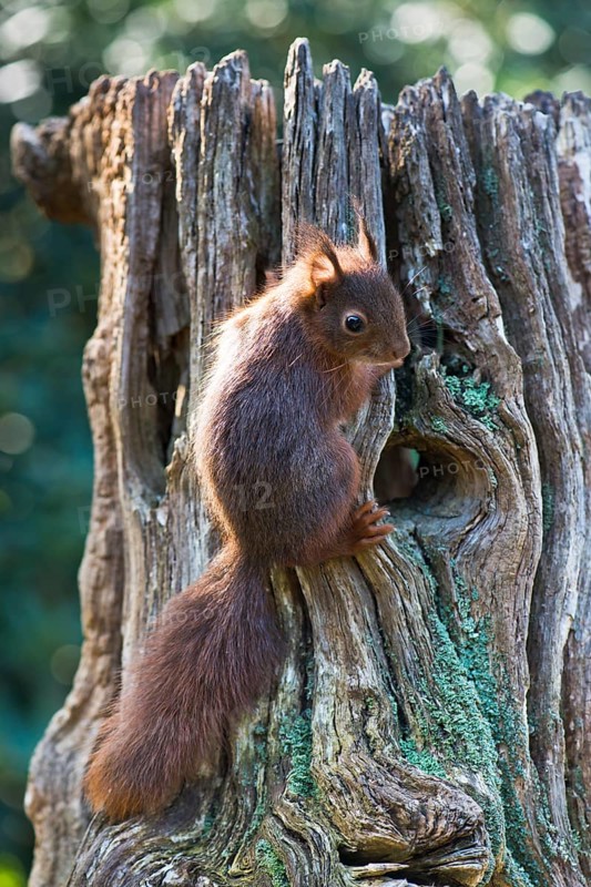 Young squirrel (Sciurus vulgaris)