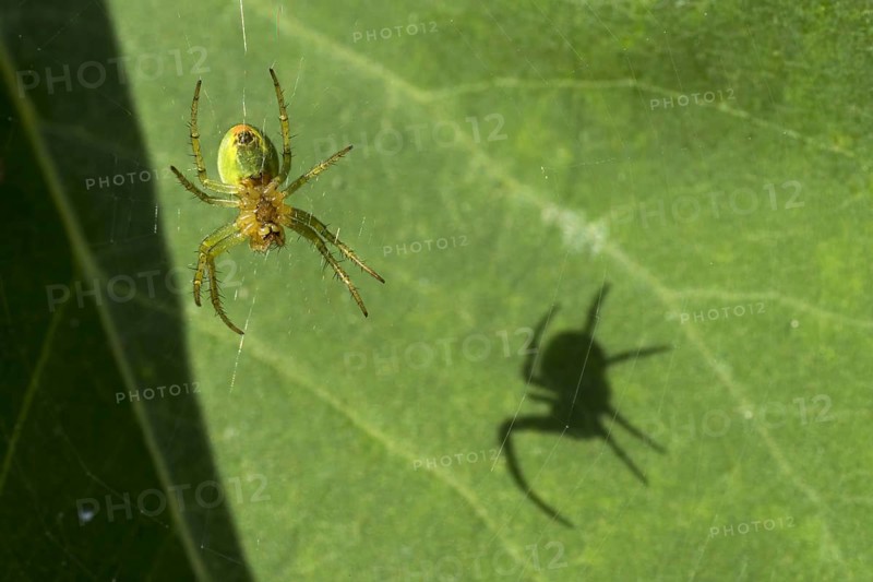 Cucumber green spider (Araniella cucurbitina) on lilac leaf