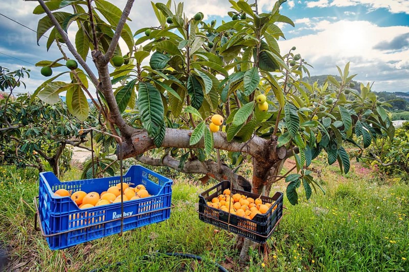Harvest boxes hanging in a tree of Japanese woolly loquat (Eriobotrya japonica)