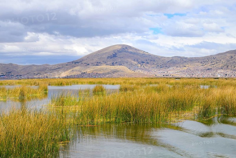 Reed growth in the lake