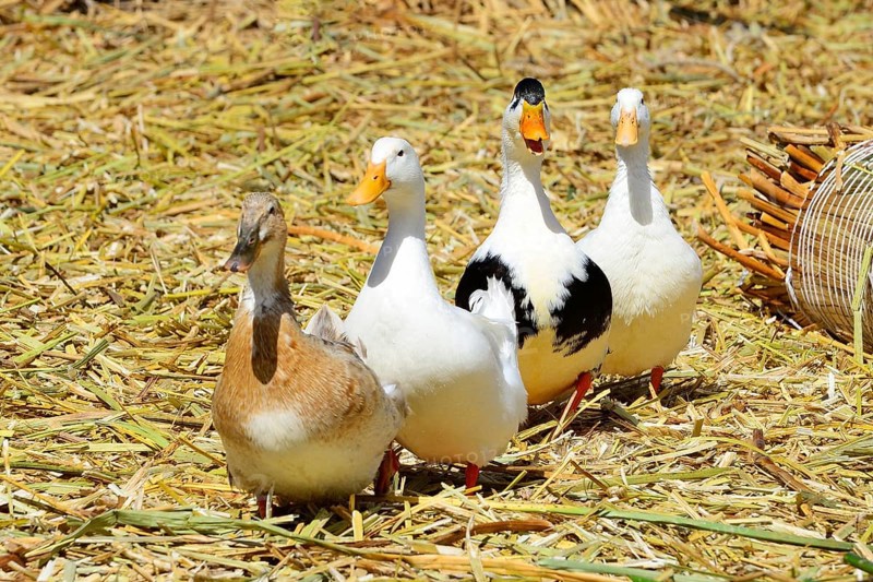 Four ducks on a floating island of the Uro
