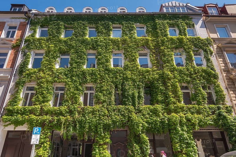 Facade overgrown with three-pointed Boston ivy (Parthenocissus tricuspidata)