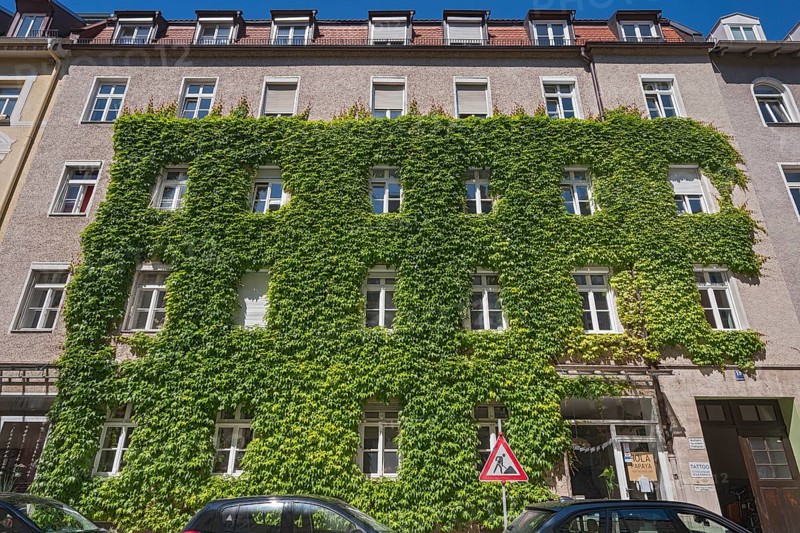 Facade overgrown with three-pointed Boston ivy (Parthenocissus tricuspidata)