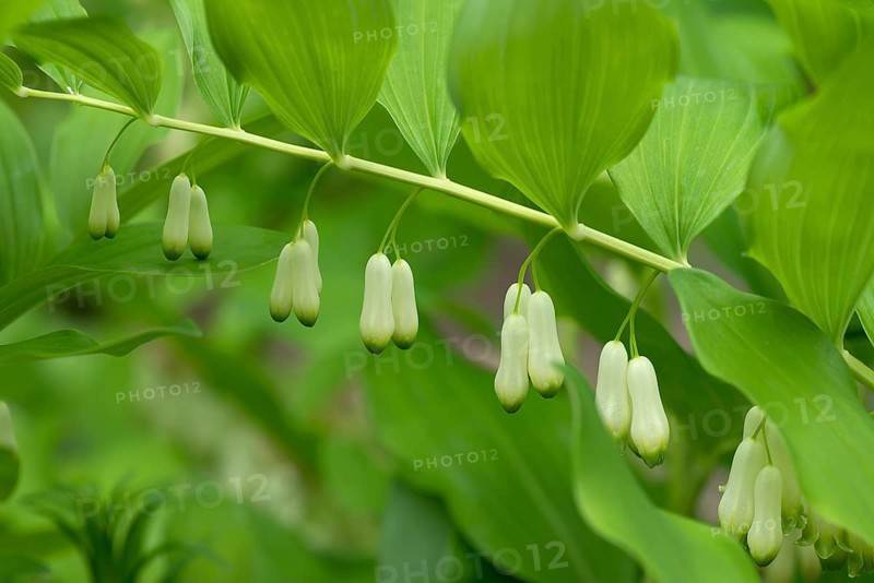 Solomon's seal (Polygonatum multiflorum)