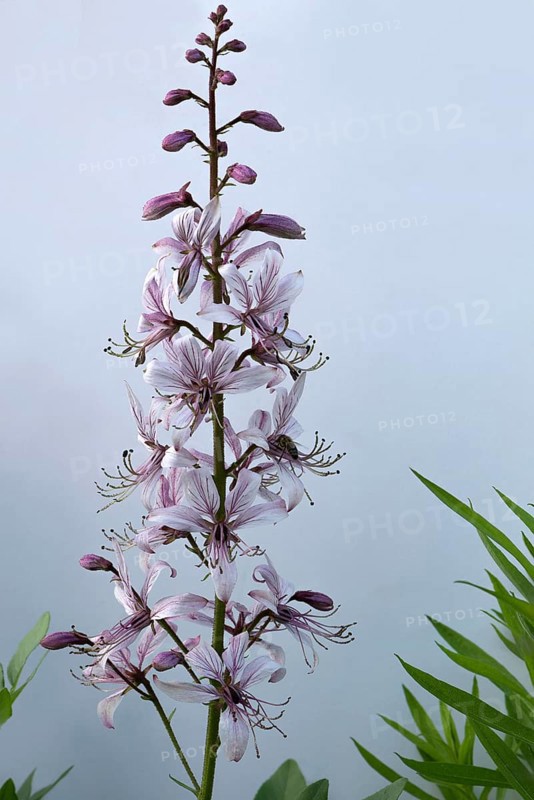 Dittany (Dictamnus albus) on a grey gradient